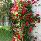 Mandevilla Sanderi 100PCS Seeds