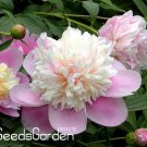 Chinese Rare and Precious Species of Blue Peony Bonsai 10 Pcs/ Pcs/lot