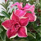 Beautiful White Borde rRed Desert Rose Potted Bonsai Home Adenium Obesum 1 Ga...