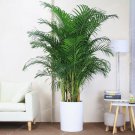 Chrysalidocarpus Lutescens Home Decoration Areca Palm Indoor 5Pcs Seeds seeds...
