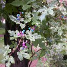 Porcelain Berry Vine 20+ Variegated 'Elegans' Seeds