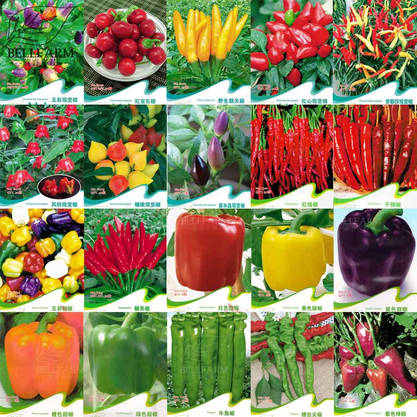 Hot Chilli Sweet Original Pack Seeds