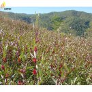 Chinese Hibiscus sabdariffa Roselle Bonsai, Professional / Pack, 20P...