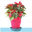 Poinsettia Euphorbia pulcherrima Seeds,