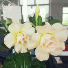 Imported 'Saint Adenium Desert rose, Professional 2 2-layer yellow pink petal...