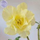 Adenium Yellow Desert Rose 2 professional 5-layer blooms Seeds, seed...