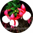 Imported Japanese Red White Fuchsia Perennial Professional 100 / Very Beautif...