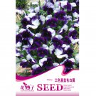 Pansy Dark Blue White Petals 30 viola tricolor perennial root bonsai...
