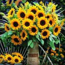Helianthus Annuus Ornamental Organic Seeds