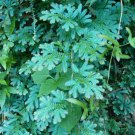 Uncinata Rainbow 50PCS Selaginella Seeds
