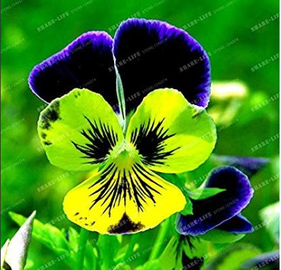 100 Pansy Wavy Viola Seeds