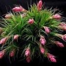 Air Pineapple 20 Of Prevent Radiation Fleshy Imports Hybrid Pcs/sets Seeds, P...