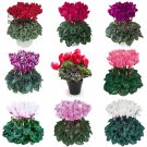 Cyclamen Perennial Hardy Red Purple Pink White Colorful Home 10PCS S...