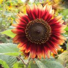 1 20 / Sun Original Pack, seeds Evening