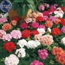 Fortunes' Mixed Professional 10 red rose pink white khahki Geranium ...
