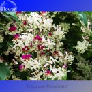 Heirloom Lysidice Hance Tree Professional 5 / very beautiful Rhodostegia Seed...