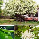 Ornamental Chinese Tree Fringe Seeds