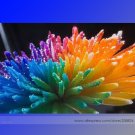 the Rarest Rainbow Chrysanthemum Bonsai Professional 100 / Seeds, Pack, Seeds...