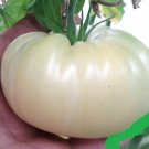 Ukraine Purely White Giant Organic Seeds