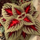 100 Coleus Seeds Colorseeds