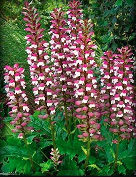 Bear's Breeches 10PCS Seeds