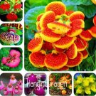 Japanese potted Calceolaria Seed Seeds