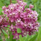 Pack of 5 Seeds Dioscorea Alata Purple Yam, - Special Offer Customer Favorite