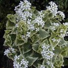 Pelargonium Radens Trailing Geranium, Pack of 5 Seeds (581) Top Quality