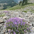 Sale Special Offer Penstemon Mensarum Grand Mesa Beardtongue, Pack of