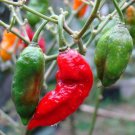 Adenanthera Pavonina Red Pack of Customer Favorite 5 Seeds Sandalwood, -