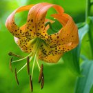 Hot Item Akebia Quinata Chocolate Vine, - Top Quality Pack of 5 Seeds