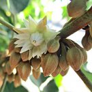 Pack of 10 Seeds Discounted Asclepias Arenaria Western Sand Milkweed,