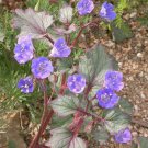 Top Quality Bomarea Pack of 10 Seeds Sp. Big Red Bomarea, Hot Item