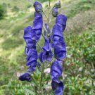 Pack of 40 Seeds Best Hot Sale Seller Iris Missouriensis Western Blue Flag,
