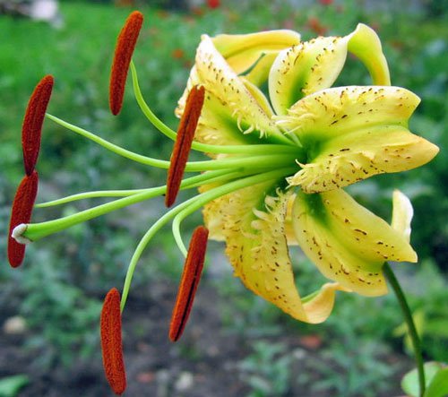 Offer Triodanis Perfoliata Venus Looking-Glass, Pack of 20 Seeds (4066)