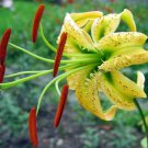 Offer Triodanis Perfoliata Venus Looking-Glass, Pack of 20 Seeds (4066)