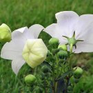 Discounted Bestselling Arctostaphylos Patula Greenleaf Manzanita, - Best