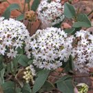 Special Offer Piper Pack of 20 Seeds Nigrum Black Pepper, Top Quality