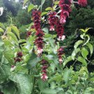 New Arrival Aristolochia Cymbifera Highly Rated , Pack of 20 Seeds