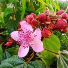 Top Quality Hot Sale Impatiens Textori Textor,  Pack of 5 Seeds