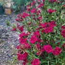 Pack of 10 Seeds Highly Rated Premium Sphaeralcea Grossulariifolia