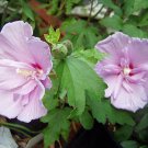 Pack of 10 Seeds Top Quality Diospyros Lotus Date-Plum, Fresh Stock