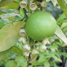 Pack of 200 Seeds Elettaria Premium Cardamomum Cardamom, - New Arrival