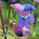Hot Sale Premium Lawsonia Pack of 10 Seeds Inermis Henna,