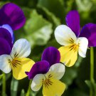 Lewisia Columbiana Columbian Lewisia, Annual Seeds Pack of 10