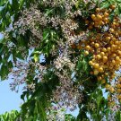 Pack of 10 Seeds Best Seller Triadica Sebifera Chinese Tallow Tree, - Top