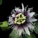 Special Offer Ipomoea Leptophylla Bush Morning Glory, Pack of 5 Seeds (2788)
