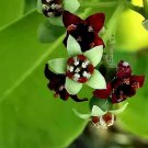 Pack of 50 Seeds Leptospermum Lanigerum Woolly Tea Tree, - Limited Edition