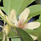 Stock Pack of 10 Seeds Passiflora Manicata Red Passion Vine, - Limited