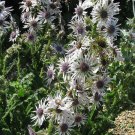 Pack of 10 Seeds Platycodon Grandiflorus Blue Balloon Flower, Bestselling
